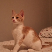 Tekir Kedi, Kedi  Ceo fotoğrafı