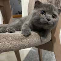 Scottish Fold, Kedi  Mira fotoğrafı