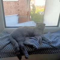 Scottish Fold, Kedi  Mira fotoğrafı