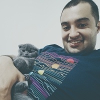 Scottish Fold, Kedi  Mira fotoğrafı