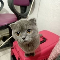 Scottish Fold, Kedi  Mira fotoğrafı