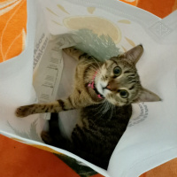 Tekir Kedi, Kedi  Boncuk fotoğrafı