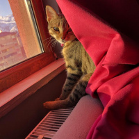 Tekir Kedi, Kedi  Boncuk fotoğrafı