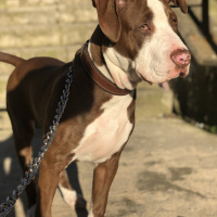 Amerikan Staffordshire Terrier, Köpek  ARES fotoğrafı