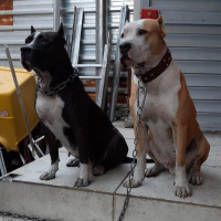Amerikan Staffordshire Terrier, Köpek  ARES fotoğrafı