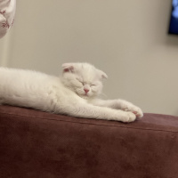 Scottish Fold, Kedi  Pamuk fotoğrafı