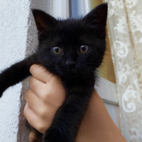 Bombay, Kedi  Mia fotoğrafı