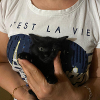 Bombay, Kedi  Mia fotoğrafı