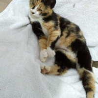 Tekir Kedi, Kedi  Lokum fotoğrafı