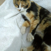 Tekir Kedi, Kedi  Lokum fotoğrafı