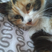 Tekir Kedi, Kedi  Lokum fotoğrafı