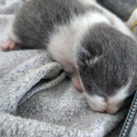Tekir Kedi, Kedi  Lokum fotoğrafı