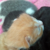 Tekir Kedi, Kedi  Lokum fotoğrafı