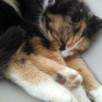 Tekir Kedi, Kedi  Lokum fotoğrafı