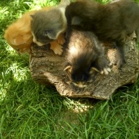 Tekir Kedi, Kedi  Lokum fotoğrafı