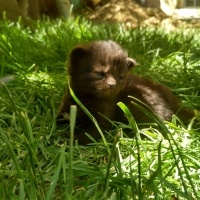 Tekir Kedi, Kedi  Lokum fotoğrafı