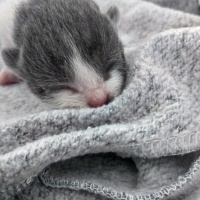 Tekir Kedi, Kedi  Lokum fotoğrafı