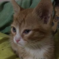 Sarman, Kedi  Tarçın fotoğrafı