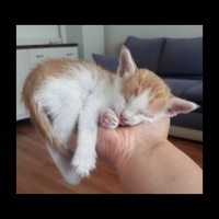 Sarman, Kedi  Şira fotoğrafı