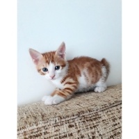 Sarman, Kedi  Şira fotoğrafı