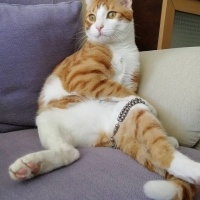 Sarman, Kedi  Şira fotoğrafı