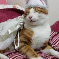Sarman, Kedi  Şira fotoğrafı