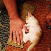 Sarman, Kedi  Şira fotoğrafı