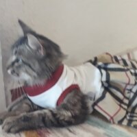 Sibirya Kedisi, Kedi  Tombiş fotoğrafı