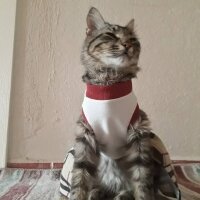 Sibirya Kedisi, Kedi  Tombiş fotoğrafı