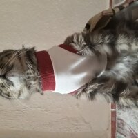 Sibirya Kedisi, Kedi  Tombiş fotoğrafı