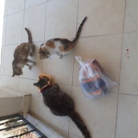 Sibirya Kedisi, Kedi  Tombiş fotoğrafı