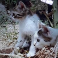 Sibirya Kedisi, Kedi  Tombiş fotoğrafı