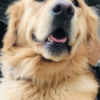 Golden Retriever, Köpek  Gofret fotoğrafı