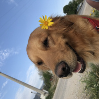 Golden Retriever, Köpek  Gofret fotoğrafı