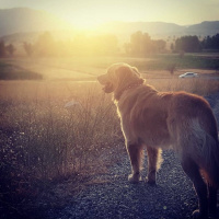 Golden Retriever, Köpek  Gofret fotoğrafı