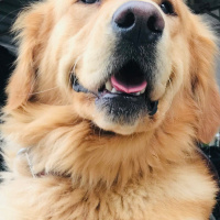 Golden Retriever, Köpek  Gofret fotoğrafı