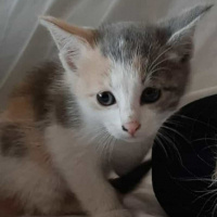 Tekir Kedi, Kedi  Prenses fotoğrafı