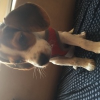 Beagle, Köpek  Şarap fotoğrafı