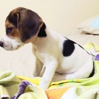 Beagle, Köpek  Şarap fotoğrafı
