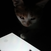 Sarman, Kedi  Tarçın fotoğrafı