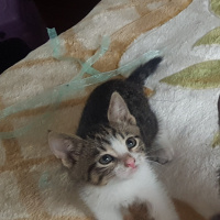 Sarman, Kedi  Bal fotoğrafı
