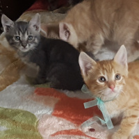 Sarman, Kedi  Bal fotoğrafı