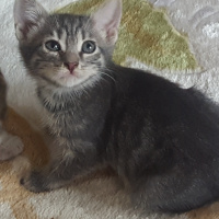 Sarman, Kedi  Bal fotoğrafı