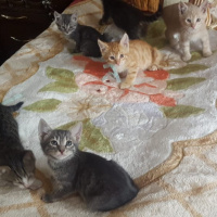 Sarman, Kedi  Bal fotoğrafı