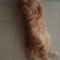 Tekir Kedi, Kedi  Balım fotoğrafı