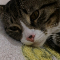 Tekir Kedi, Kedi  Miya fotoğrafı