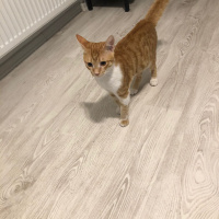 Sarman, Kedi  Tazı fotoğrafı