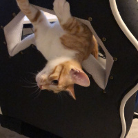 Sarman, Kedi  Tazı fotoğrafı