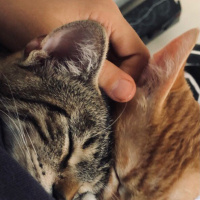 Sarman, Kedi  Tazı fotoğrafı