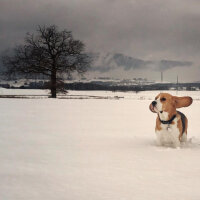 Beagle, Köpek  Leo fotoğrafı